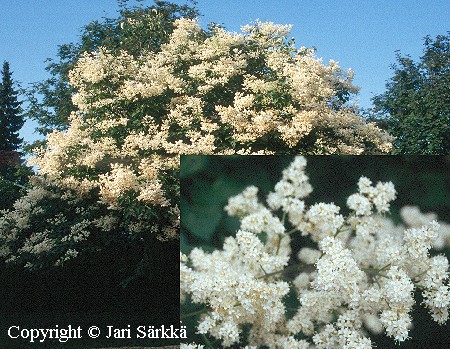 Syringa reticulata